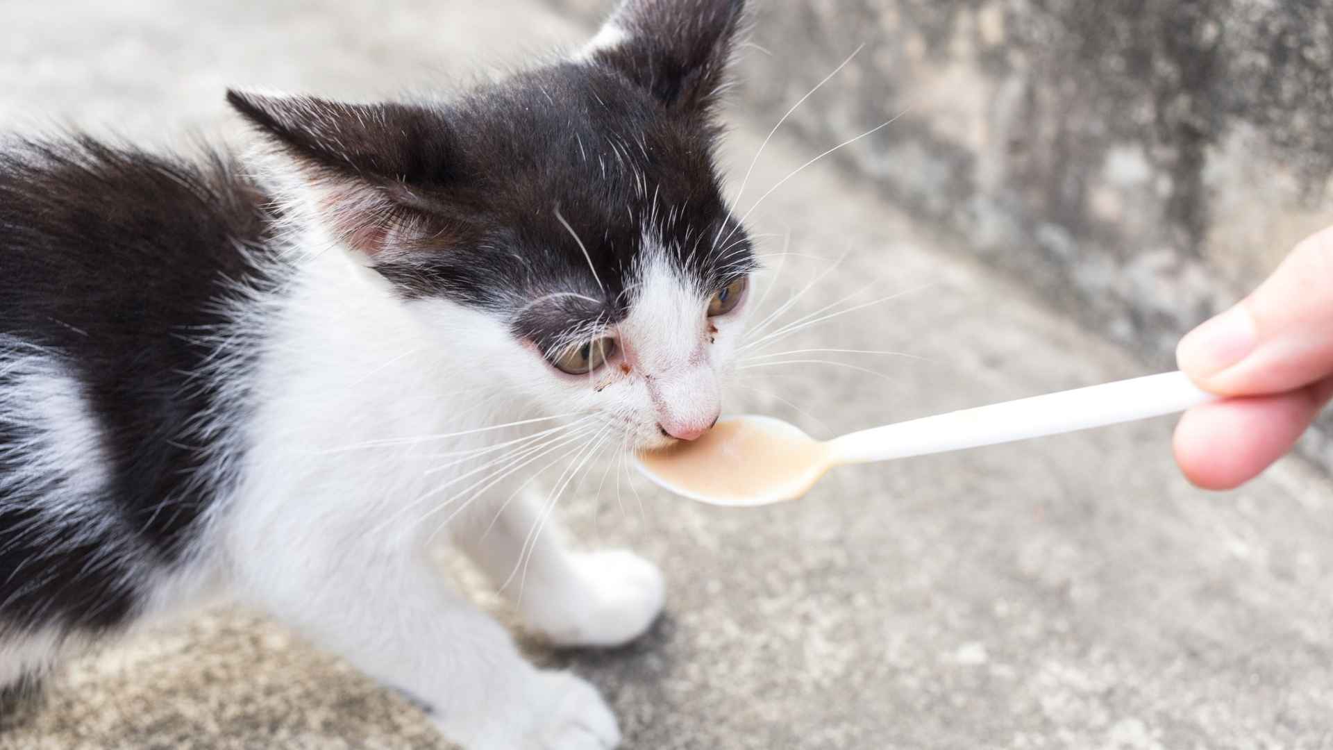 Gatito comiendo dieta blanda